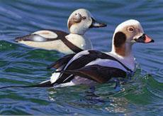 duck stamp
